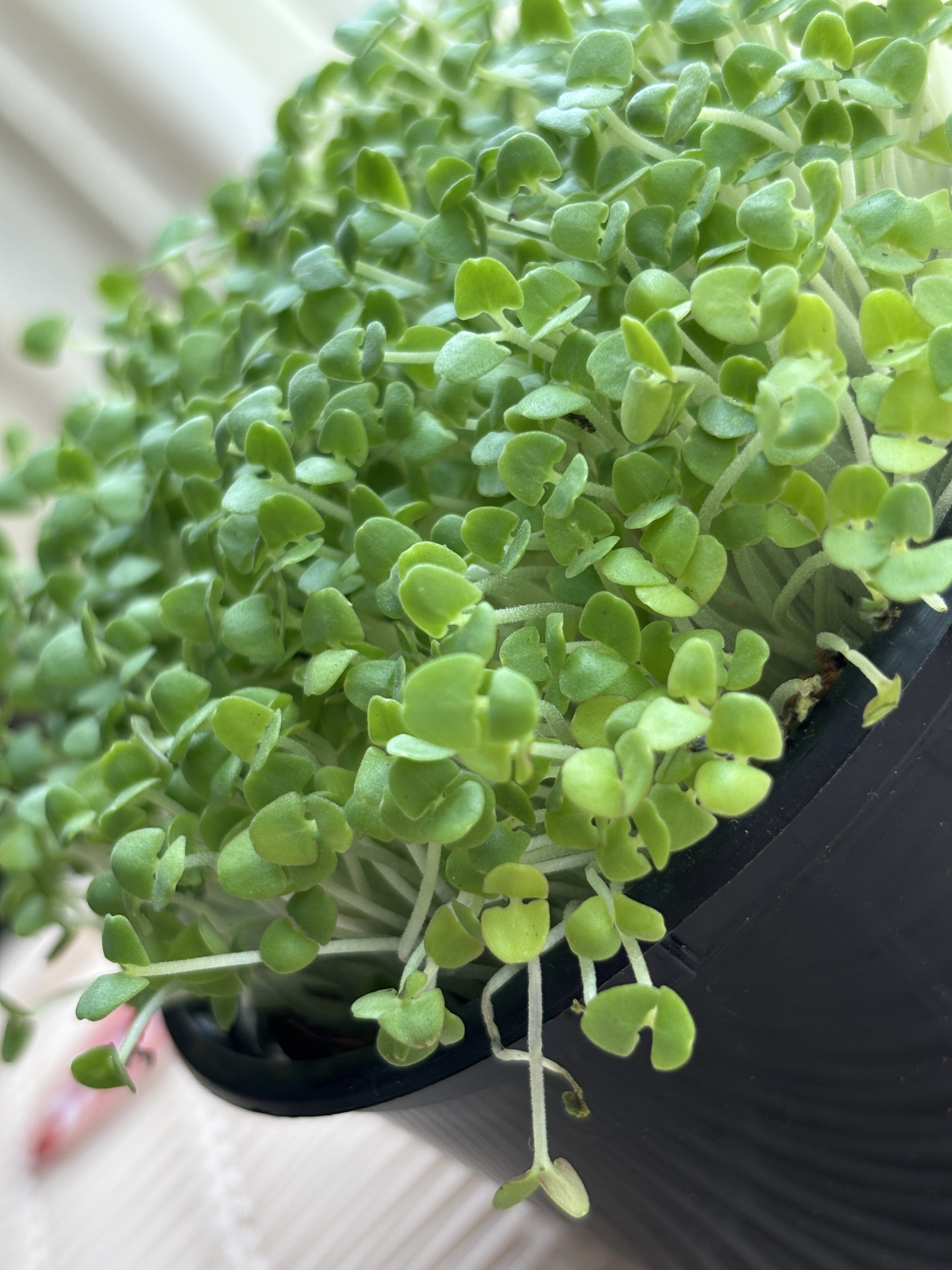 Microgreens: Nature’s Tiny Superfood for a Healthier You