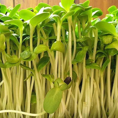 Mustard Green Microgreens Closeup