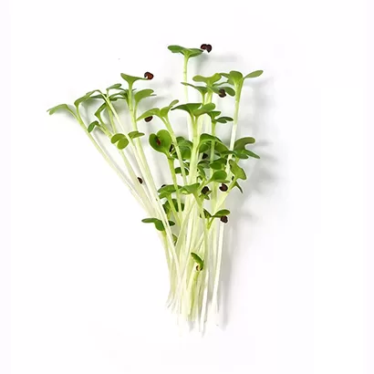 Mustard Green Microgreens Garnish