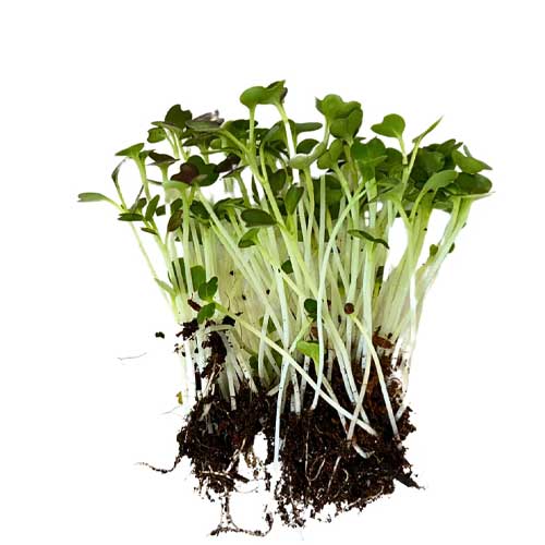 Pak Choi Microgreens Fresh