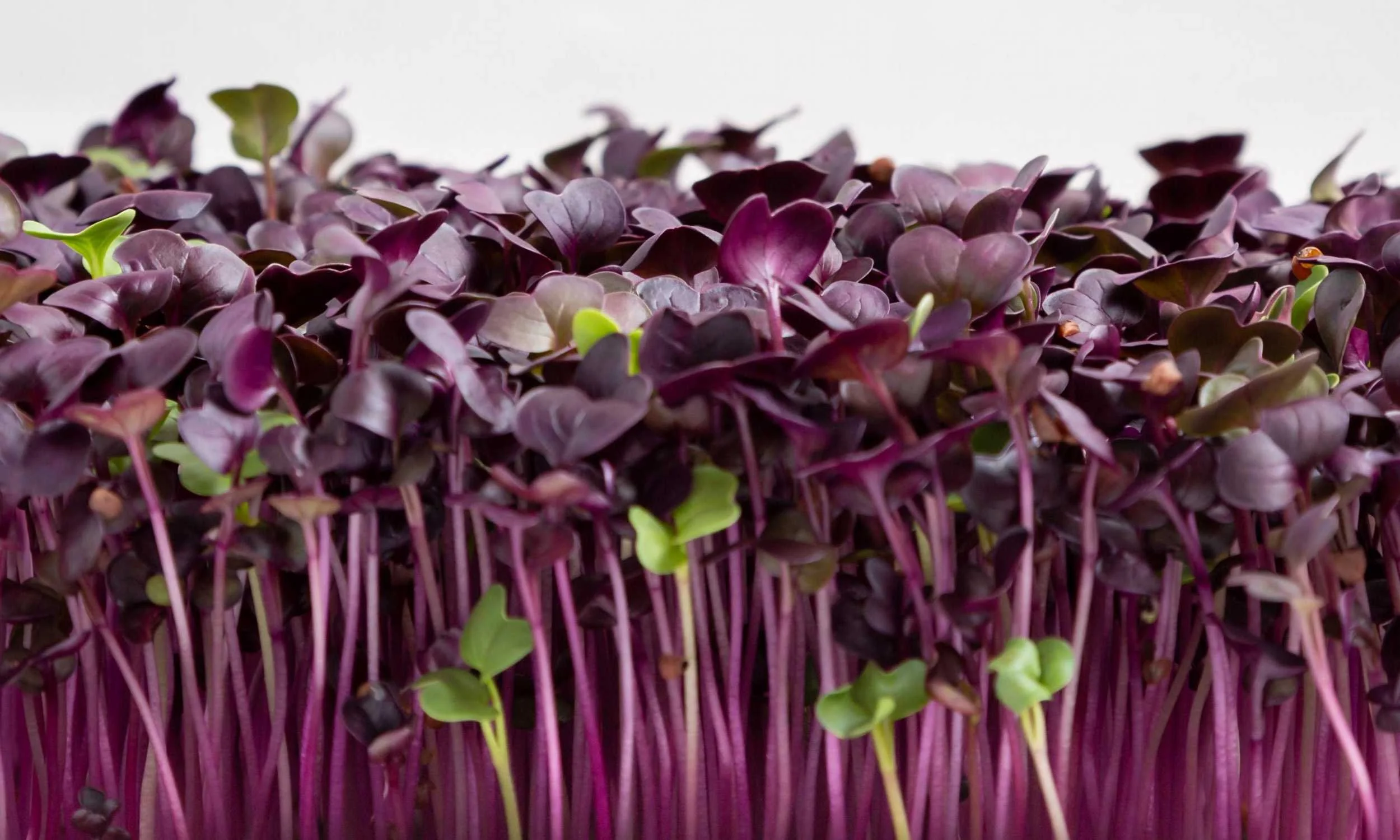 Nutrient-rich microgreens superfood