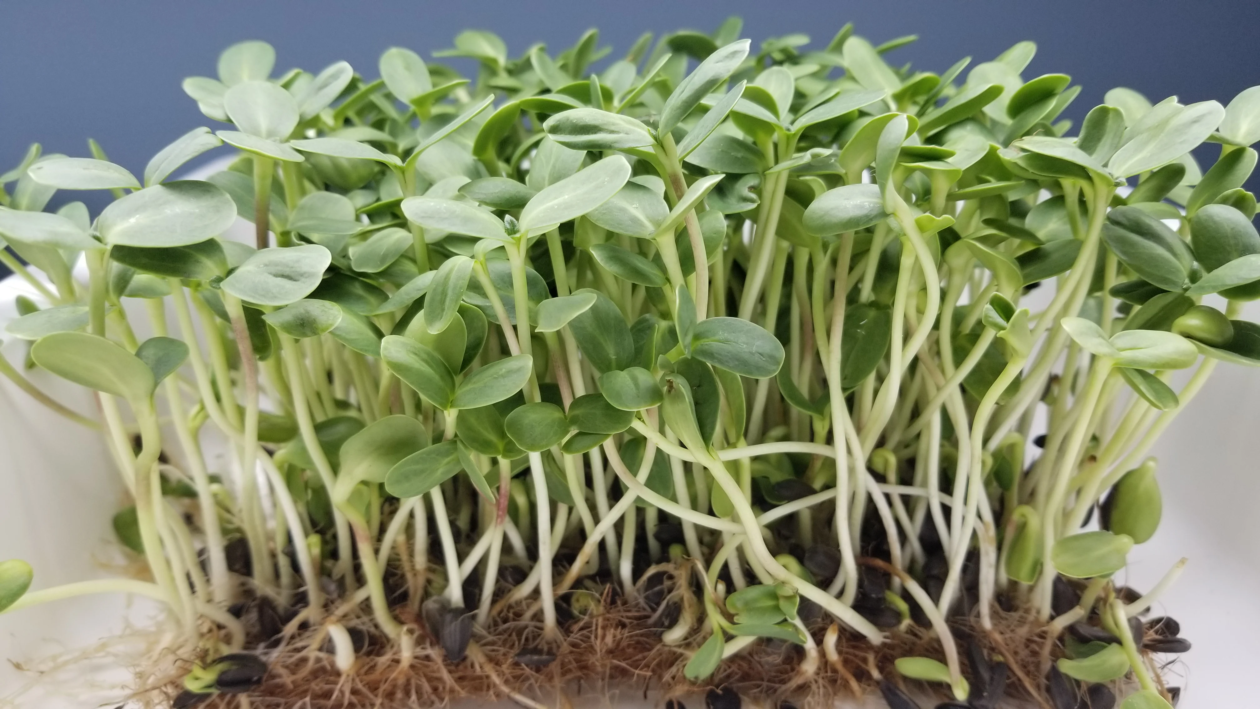 Sunflower Microgreens Closeup