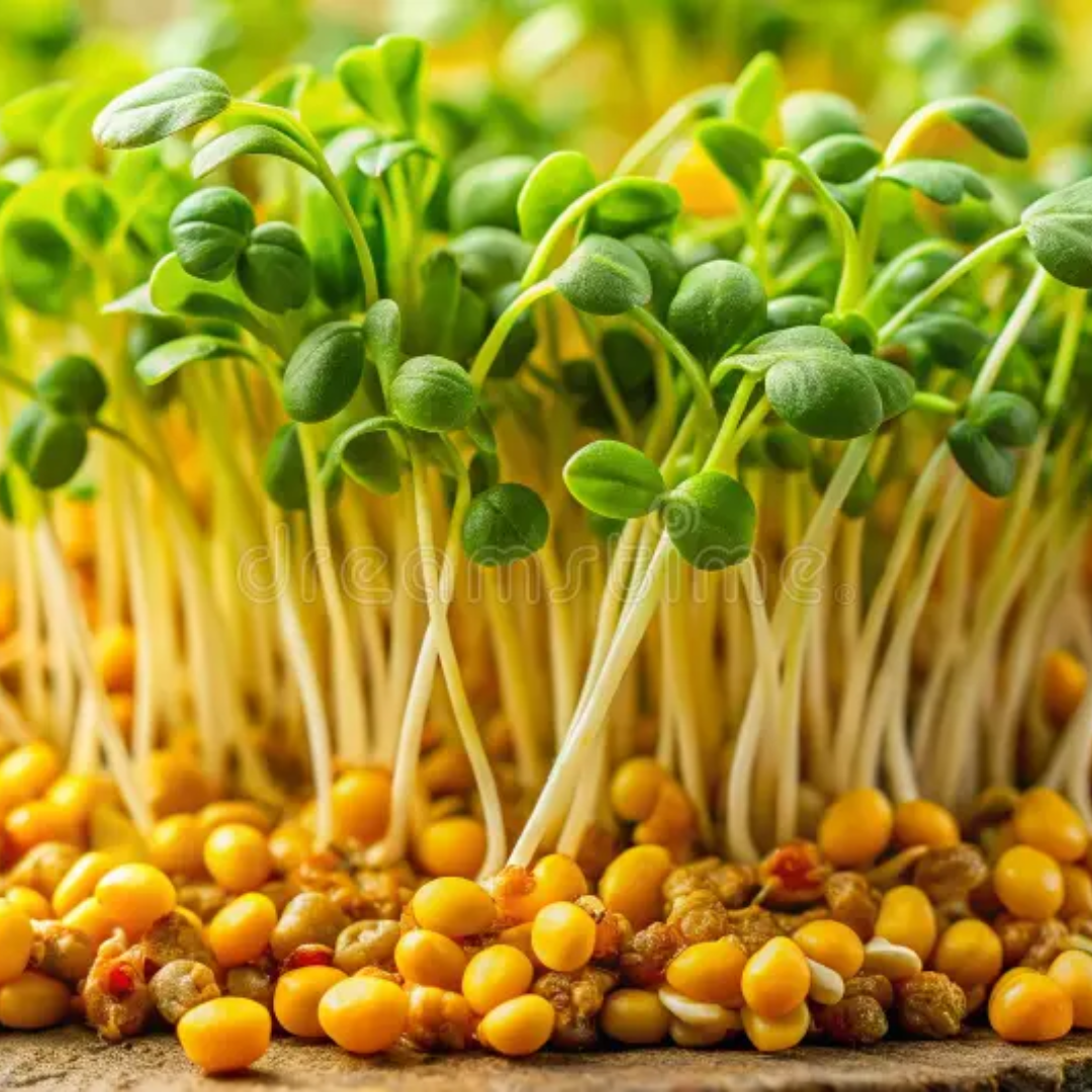 Mustard Yellow American