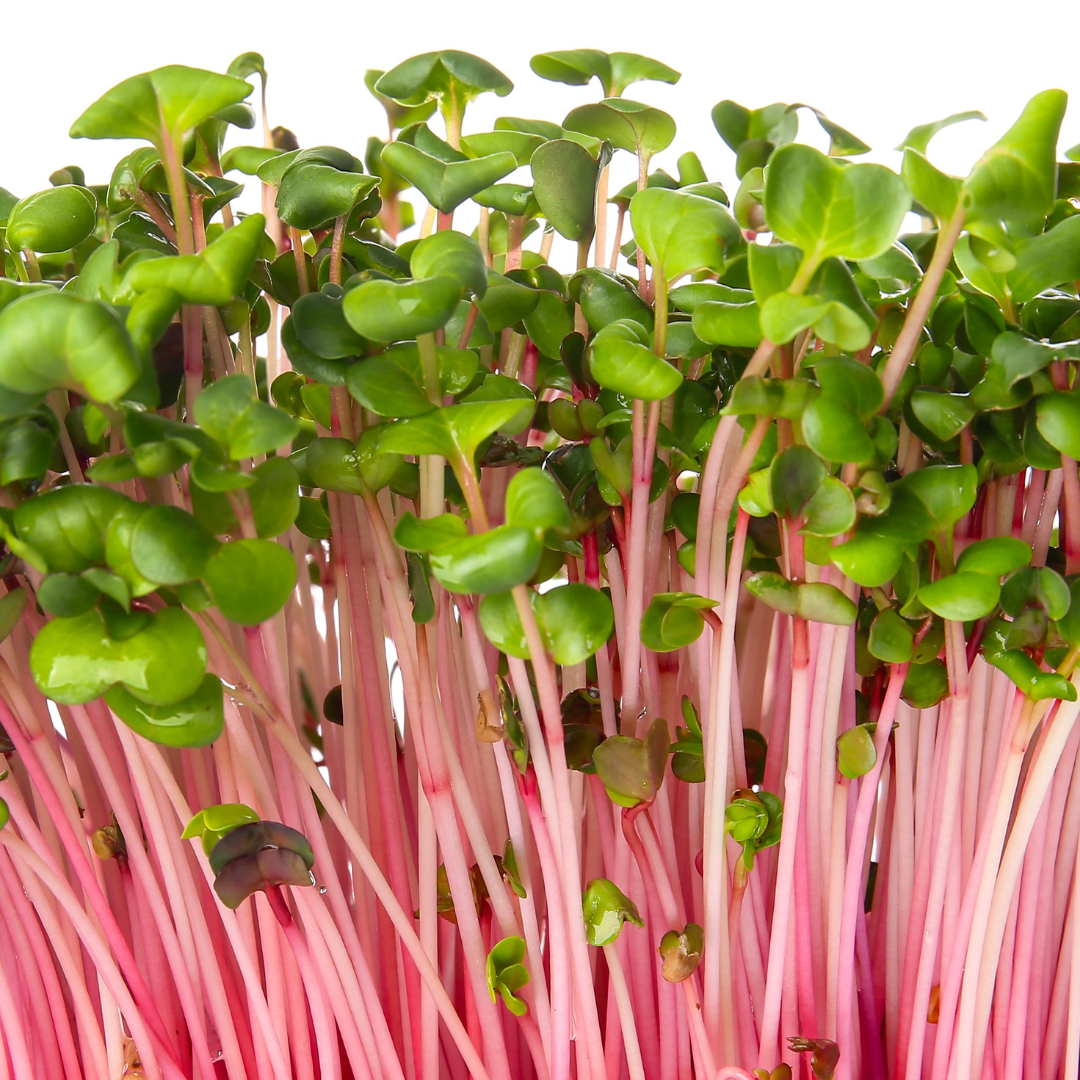 Adding microgreens to daily meals